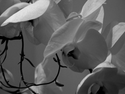 Nature's Persona - Flora Series - Susan Searway Art & Design © 2013